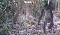VIDEO: Cámaras ocultas captan a monos araña caminando erguidos en Quintana Roo