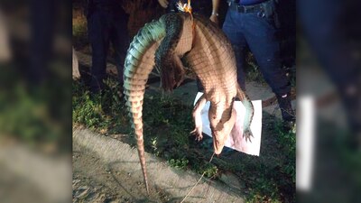 La Profepa investiga el caso de un reptil que apareció muerto con un mensaje