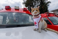 Muere Cruzberto, el gato que convirtió a la Cruz Roja Toluca en su hogar y en su familia
