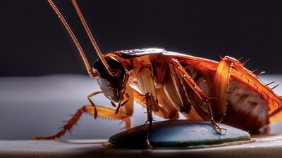 Mide de 10 a 15 milímetros de longitud