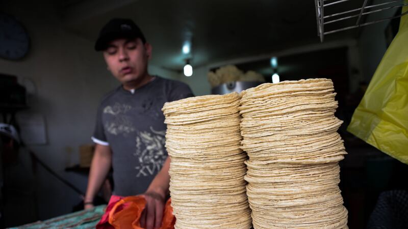 Precio de la tortilla se podría disparar en 2025 por cambio climático
