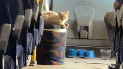 El dueño del 'michi' busca evitar que se quede solito y encerrado en casa