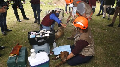 Los lomitos ya fueron revisados para evaluar su estado de salud