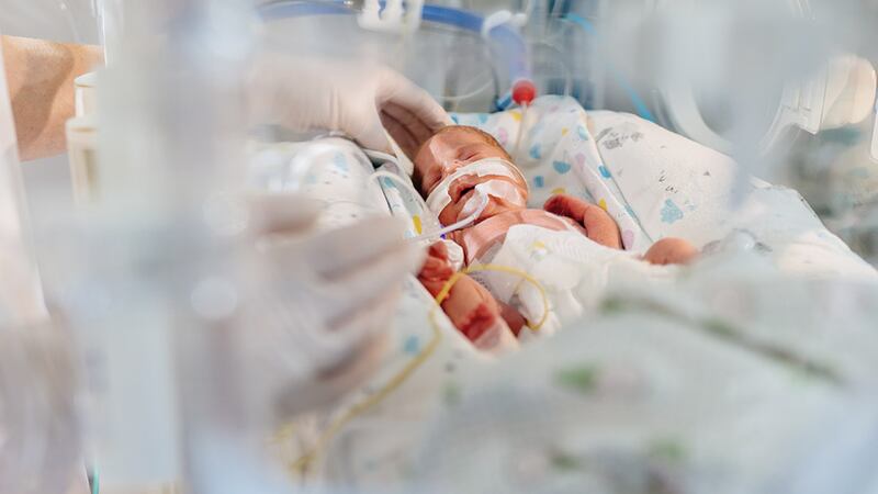 ¿Qué alimentación se relaciona con la infección de bacteria Klebsiella oxytoca?