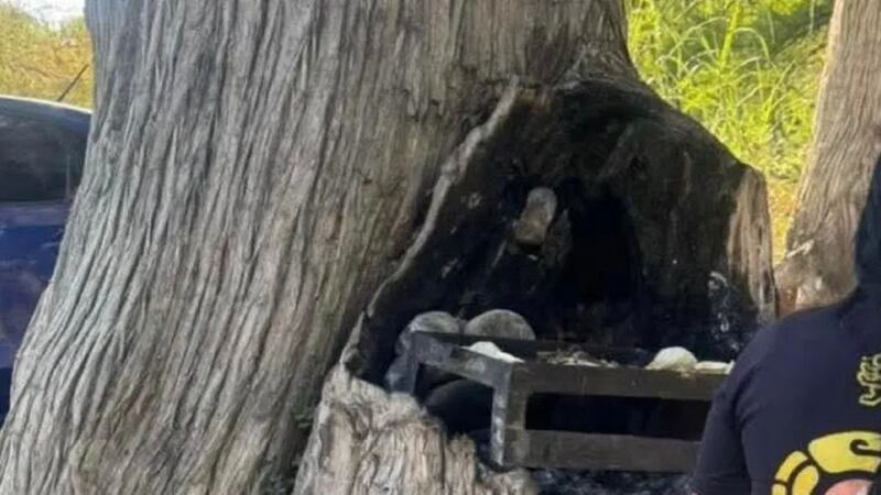 ¡Indignante! Familia realiza una carne asada en un árbol de zona ecológica en Nuevo León