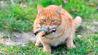 A veces llevan presas como forma de compartir con sus humanos algo que consideran valioso