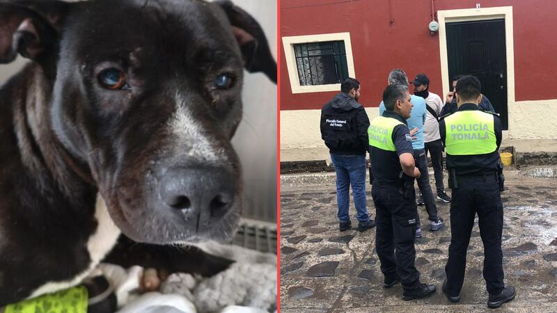Piden justicia para ‘Negrito’, un perrito que fue atacado brutalmente por una familia