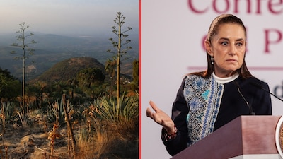 ¿La pandemia de COVID-19 provocó la crisis del agave? Esto dijo Sheinbaum