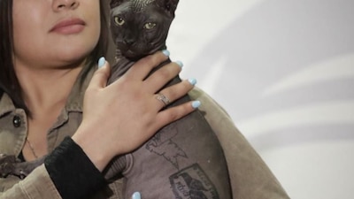 Un ciudadano estadounidense fue el elegido para adoptar al felino, su identidad será resguardada