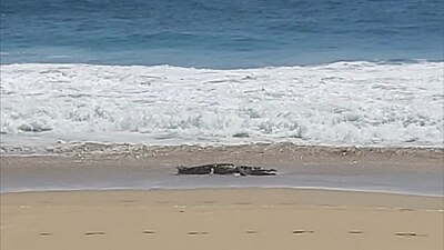 El lagarto fue visto en la playa Pie de la Cuesta; autoridades se mantienen alerta para capturarlo