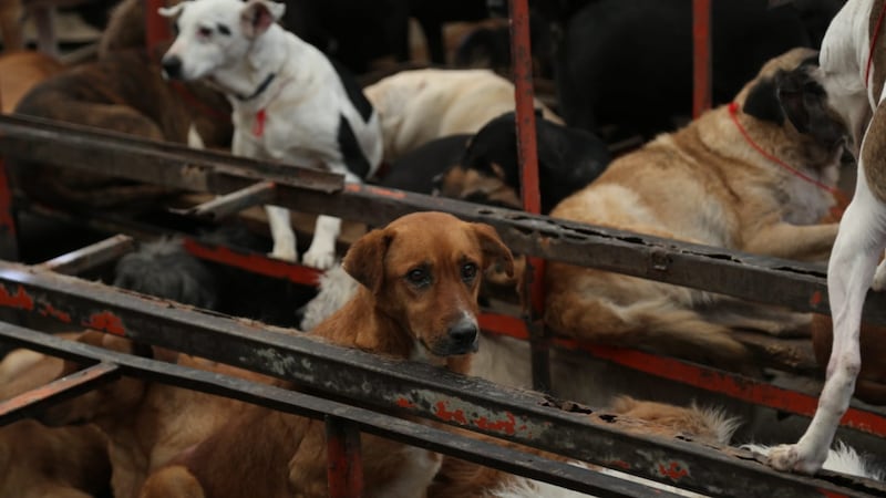 ¿Maltrato? Todo lo que sabemos del recate de casi mil animalitos en un refugio de Cuajimalpa