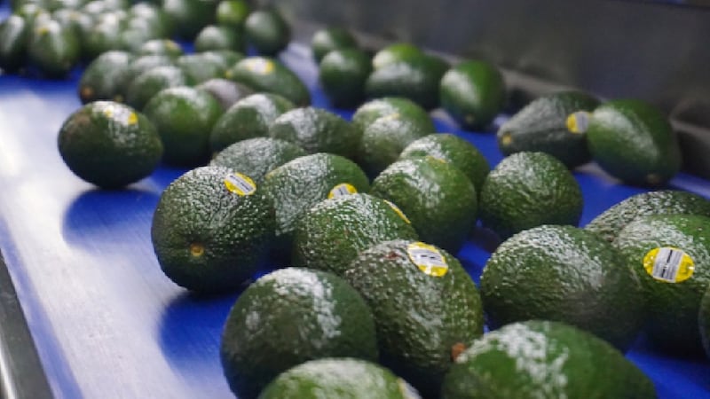 Productores de aguacate de México podrán exportar al mercado de Brasil, anuncia Agricultura