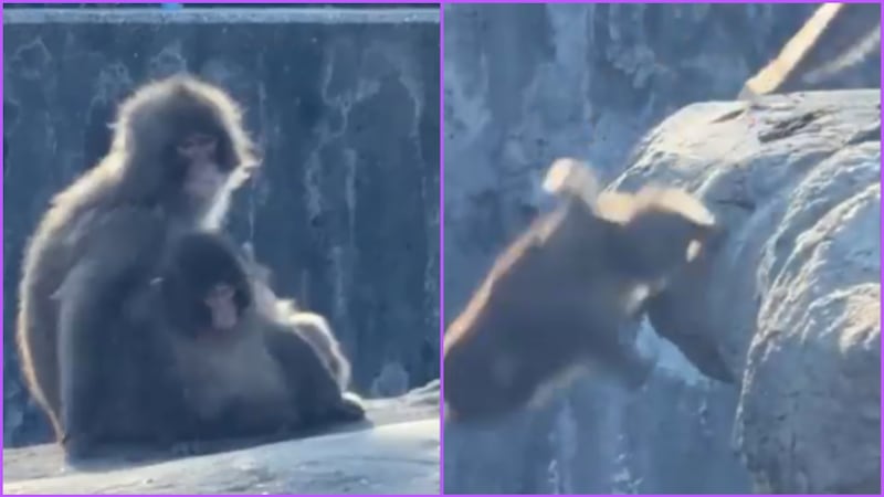 VIDEO: Mono abraza a Punch y luego lo avienta de las alturas; influencer mexicana capta el momento