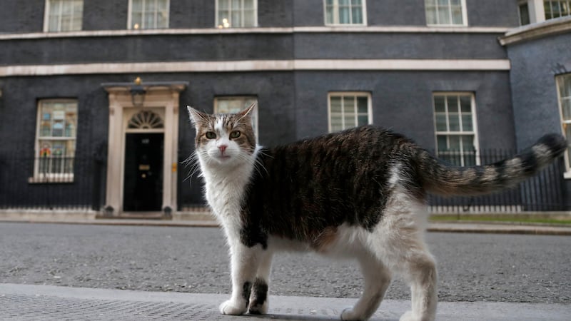 Cumple 15 años de servicio el ‘gato real’ de la corona británica