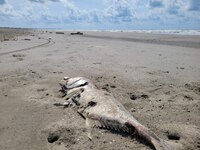 Exhiben a decenas de especies marinas muertas, tras derrame de hidrocarburo en Pemex