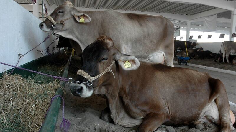 EU suspende temporalmente importación de ganado mexicano por brote de gusano barrenador