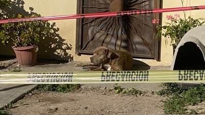 El perrito se hizo viral, tras el asesinato de la periodista, ya que esperaba a que volviera en la puerta de su casa