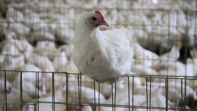 El nuevo virus ya ha presentado casos a la alza en Europa y Estados Unidos