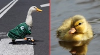 ¿Te enamoraste de ‘Merlín’? Esto debes saber antes de adoptar un pato como mascota