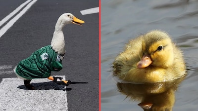 La fama del pato mundialista despertó el interés por estas aves, pero especialistas recuerdan que requieren espacio, cuidados constantes y medidas de higiene para evitar enfermedades