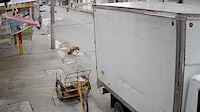 Camión pasa por encima de ‘lomito’; lo deja herido