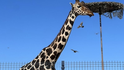 La jirafa macho sigue siendo la sensación