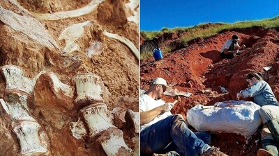 Según las primeras observaciones, se trata de un individuo de unos 2.5 metros de largo