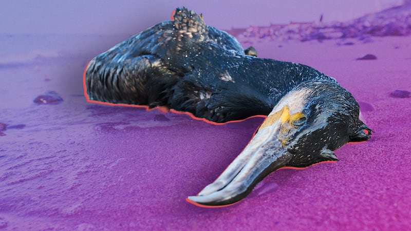 Mancha de muerte: ¿cómo afecta un derrame de hidrocarburos en el mar?