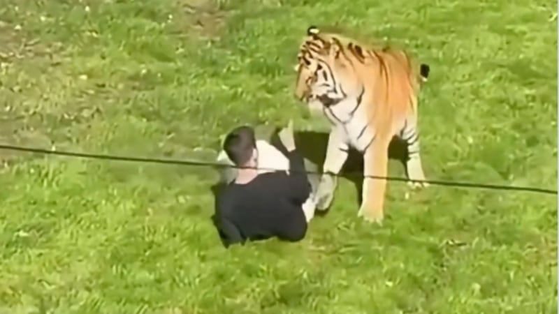 VIDEO: Hombre muere tras ser atacado por un tigre en zona restringida de zoológico de Inglaterra