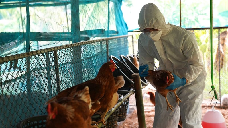 Virus de gripe aviar muta en paciente grave en EU