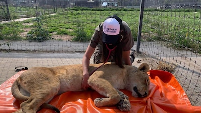 Llevaron más leones a Morelia donde los lastimados o bajos de peso se recuperarán