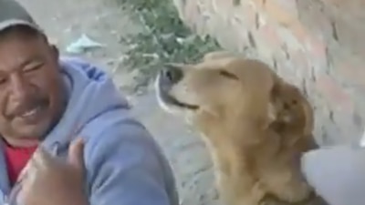 El perrito cantó 'a todo pulmón' la canción de Los Temerarios