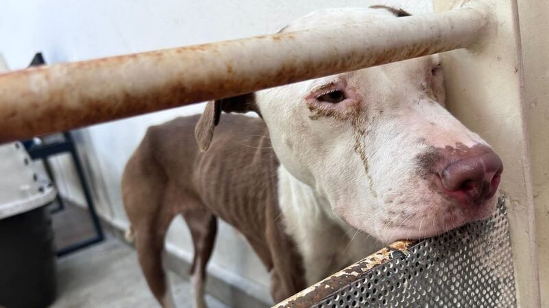 Alcalde acusado del sacrificio masivo de perros en NL acusa ser víctima de campaña en su contra