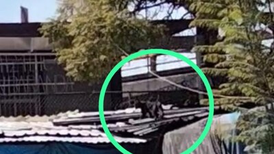 Tras el supuesto avistamiento de una pantera, laboran policías, bomberos y la Brigada Animal