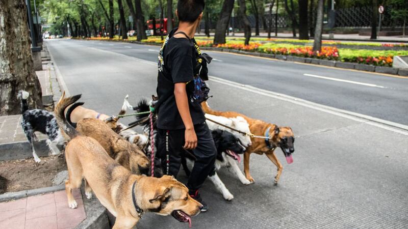 ¡También hay que cuidarlos! ¿Cómo detectar si tu mascota tiene golpe de calor?