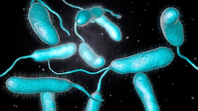 Esta bacteria se encuentra en aguas cálidas y salobres