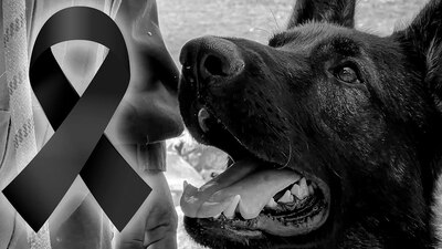 El perro rescatista de la Sedena se ganó el corazón de los habitantes de Turquía