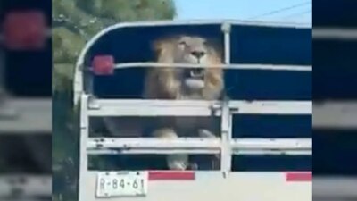 Profepa informó que ya se encuentra atendiendo el tema