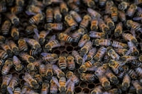 Ataque de abejas deja personas y perritos lesionados en mercado rodante de Monterrey