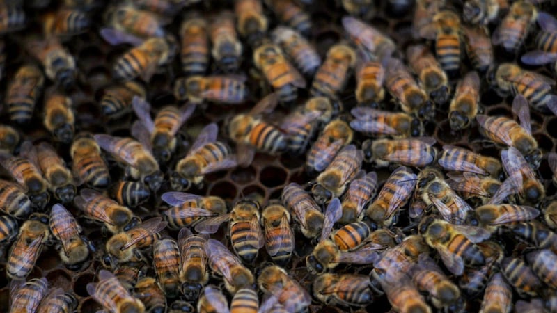 Ataque de abejas deja personas y perritos lesionados en mercado rodante de Monterrey