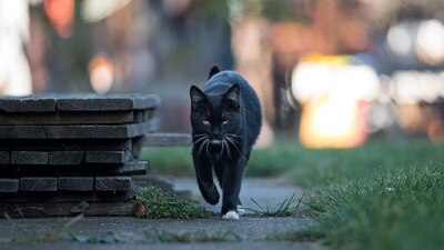 El 'michi' huyó tras salir de la tina