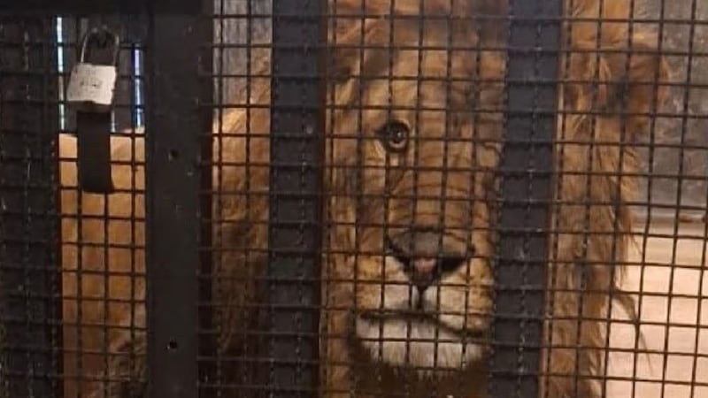 Rescatan a león que vivía en un inmueble en Naucalpan, Estado de México