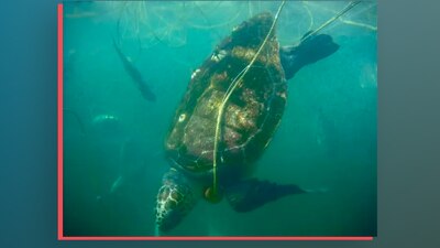 Ambientalistas piden que se detenga la pesca indiscriminada en la zona