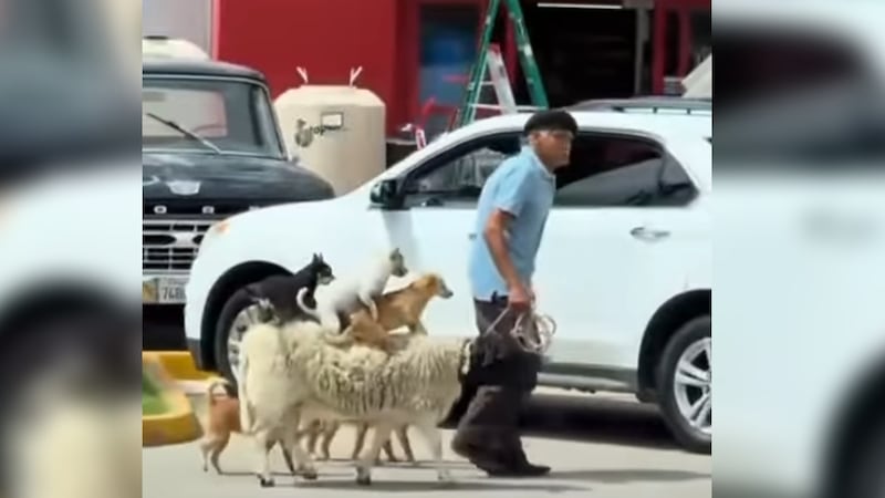 VIDEO: hombre pasea a sus perritos sobre un borrego en calles de Tijuana