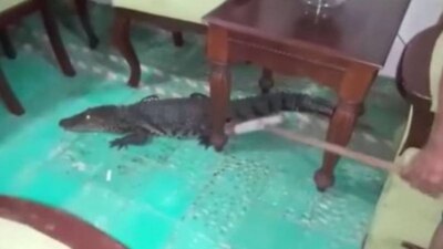 La mujer utilizaba una escoba para ahuyentar de su casa al cocodrilo que se metió