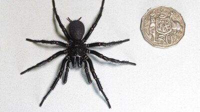 La araña medía 7,9 centímetros (3,1 pulgadas) de pata a pata