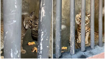 El felino recibirá la atención y cuidados necesarios.