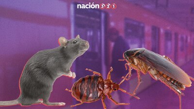 Aunque autoridades no aceptan su presencia, usuarios las han reportado