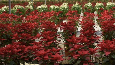 El costo de la flor podría aumentar hasta 100 pesos