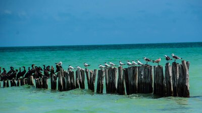 La Semarnat perdió un juicio ante la empresa Península Maya Developments